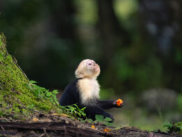 1_18f5a866b6ed128a69c944a3c33ed979633f1557