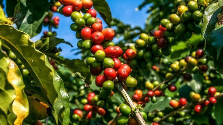 Zwischen grünen Kaffeepflanzen – der Ursprung eines kolumbianischen Klassikers.